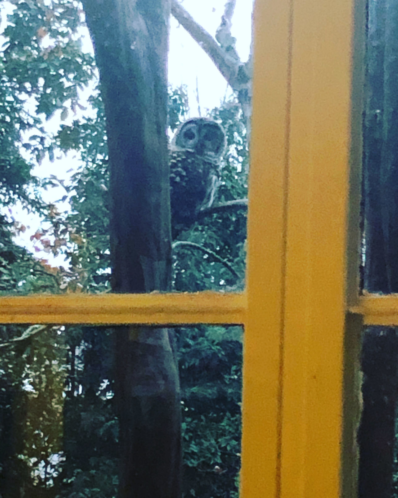 Owl